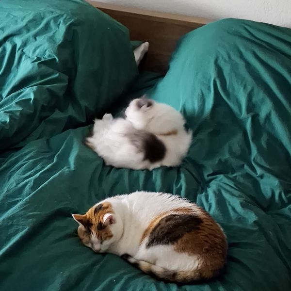 Tika, Lila, Tika uit Veghel zoekt een Kattenoppas