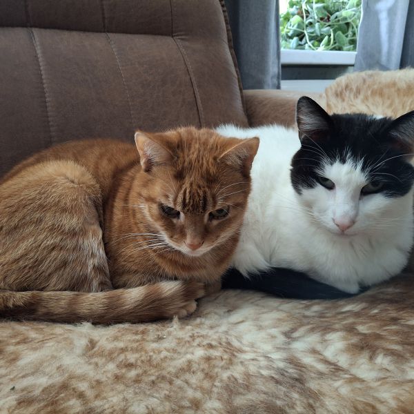 Gizmo, Luna  of Luuntje uit Bergen Op Zoom zoekt een Kattenoppas