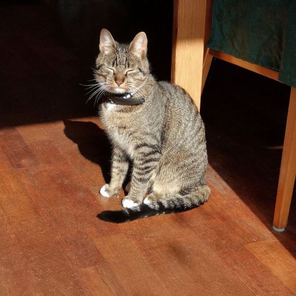 Kattenoppas Aileen uit Doetinchem