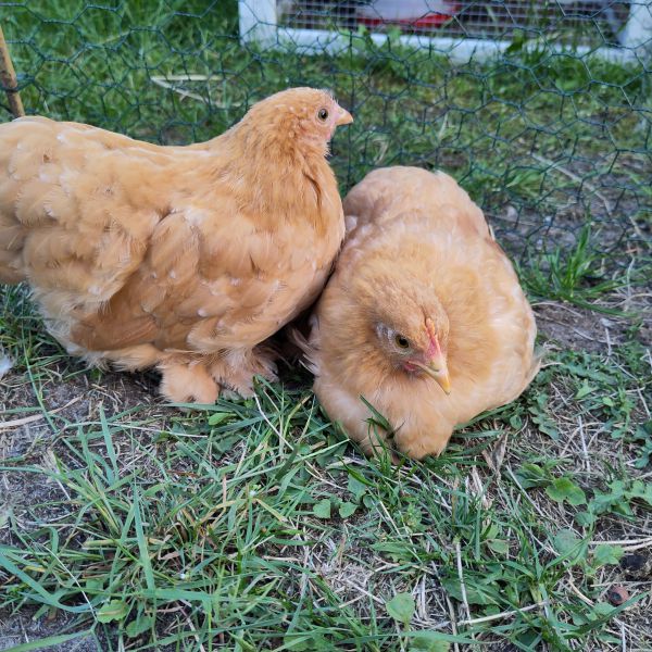 Jeremy en Jodelientje uit Holten zoekt een Vogeloppas