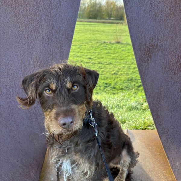 Barry uit Hoofddorp zoekt een Hondenoppas