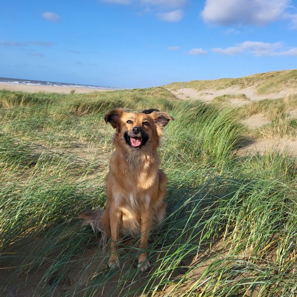 Molly, Lola uit Hoogeveen zoekt een Hondenoppas