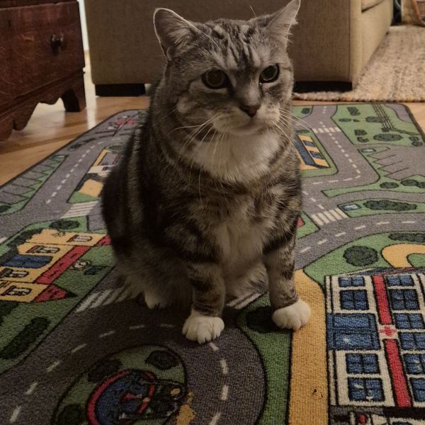 Cooper uit Spijkenisse zoekt een Kattenoppas