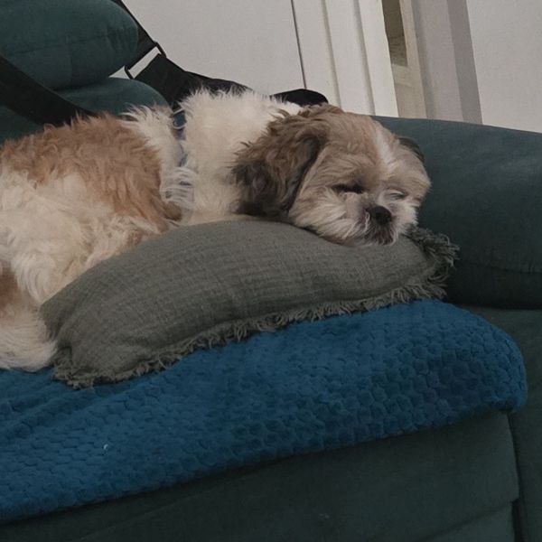 Marta Niwinska uit Hoorn, Noord-Holland zoekt een Hondenoppas