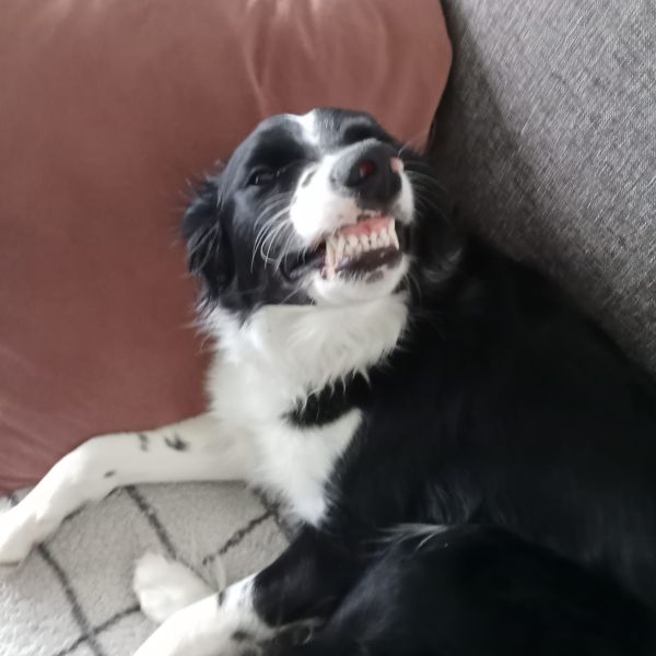 Huisdierenoppas Alicia uit Drachten