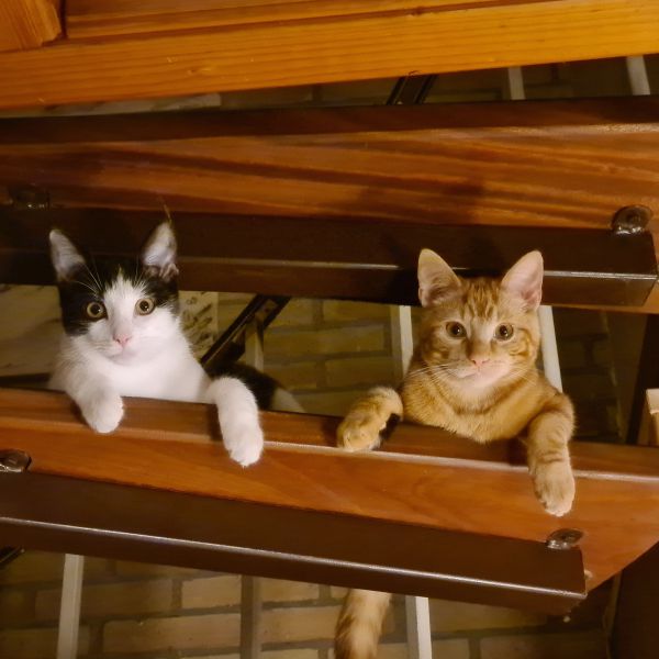 Jessie, James uit Krimpen Aan De Lek zoekt een Kattenoppas