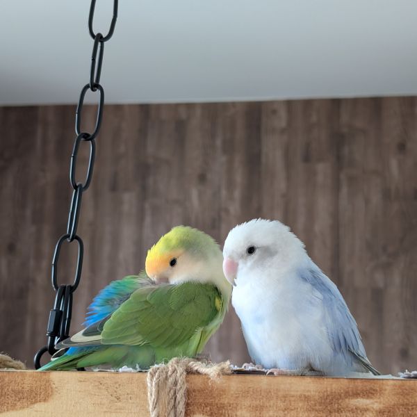 Momo, Bobo, Dodo uit Enschede zoekt een Vogeloppas