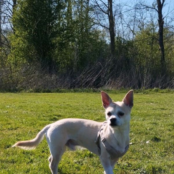 Hondenoppas Yuna uit Amsterdam