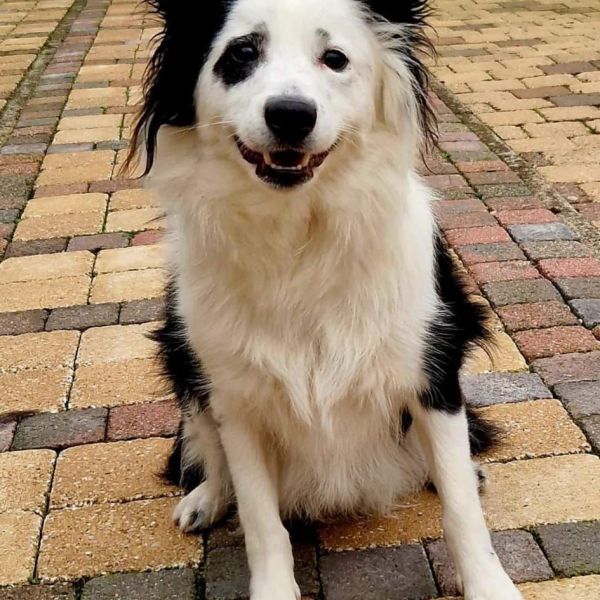 Koda, Sky uit Dieren zoekt een Hondenoppas