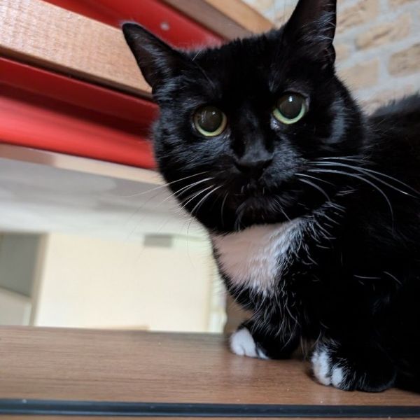 Fenna uit Nijmegen zoekt een Kattenoppas