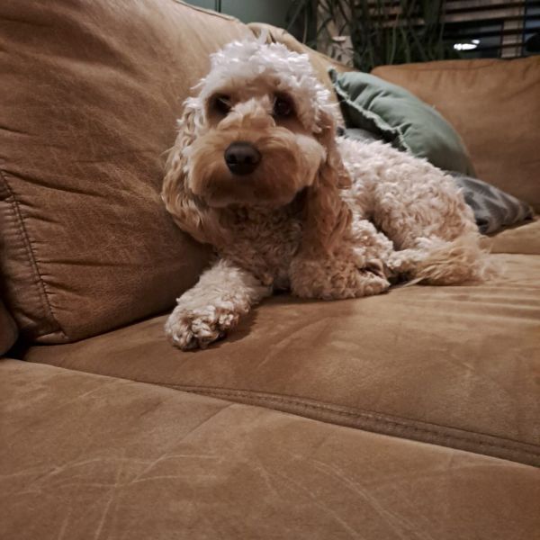 Oos uit Amersfoort zoekt een Hondenoppas