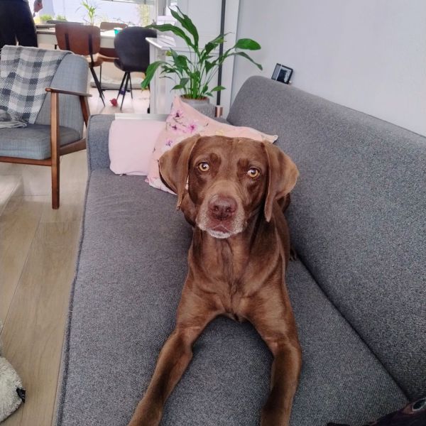 Zazu, Loulou, Lady uit Eindhoven zoekt een huisdierenoppas