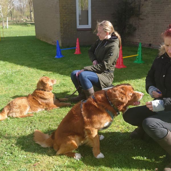 Kenzo, Marley uit Hellevoetsluis zoekt een Hondenoppas