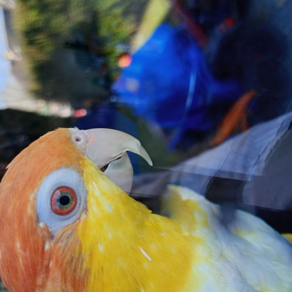 Huisdierenoppas Maartje uit Delft