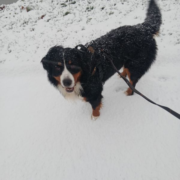 Huisdierenoppas Denise uit Leerdam