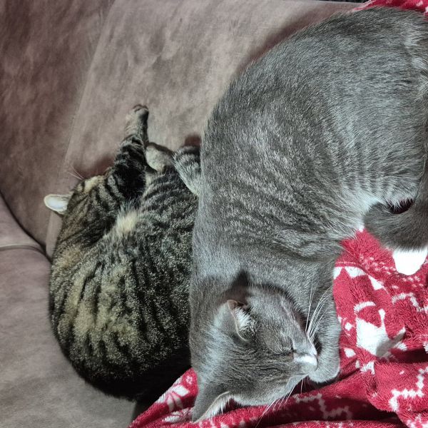 Mickey, Mollie, Chester uit Alphen, Nb zoekt een Kattenoppas