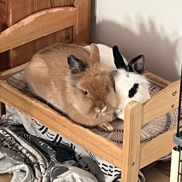 Stampertje en Bruce uit Leusden zoekt een Knaagdierenoppas