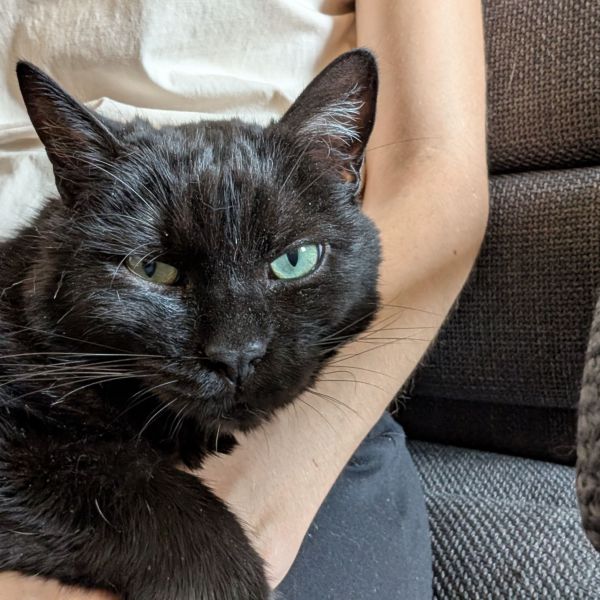 Mo uit Linschoten zoekt een Kattenoppas