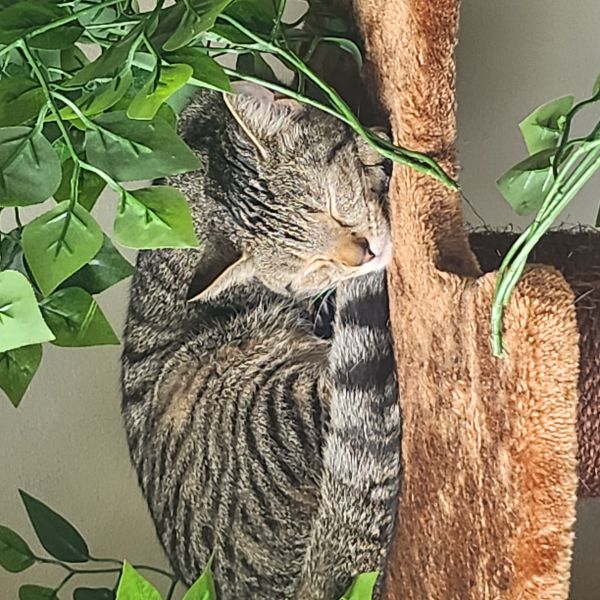 Yodesy uit Leusden zoekt een Kattenoppas
