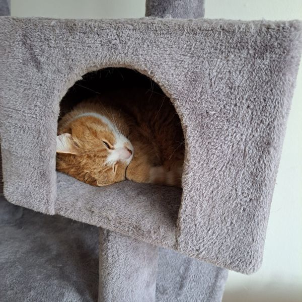 Daisy, Roosje, Hendrik Haan met 9 dames uit Hengelo zoekt een huisdierenoppas