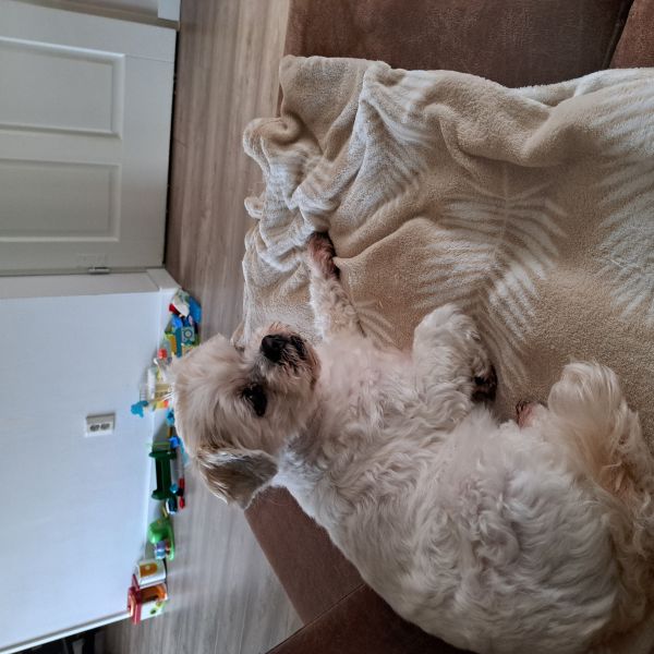 Benji uit Nijmegen zoekt een Hondenoppas