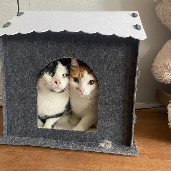 Woesel, Mika uit Joure zoekt een Kattenoppas