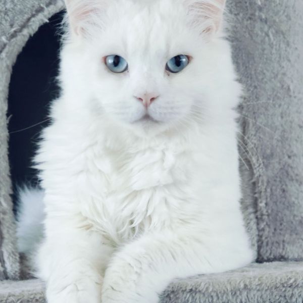 Ja k, Lily uit Vroomshoop zoekt een Kattenoppas