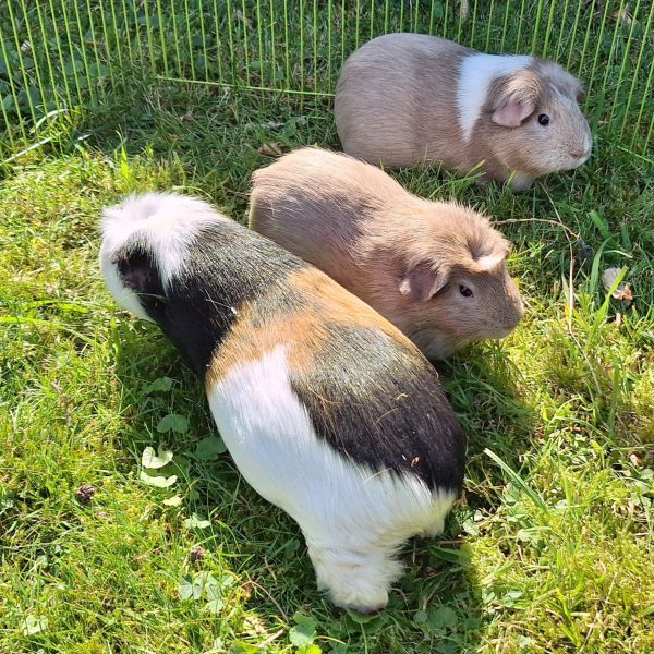 Elvis, Coco en Bobber uit Nijmegen zoekt een Knaagdierenoppas