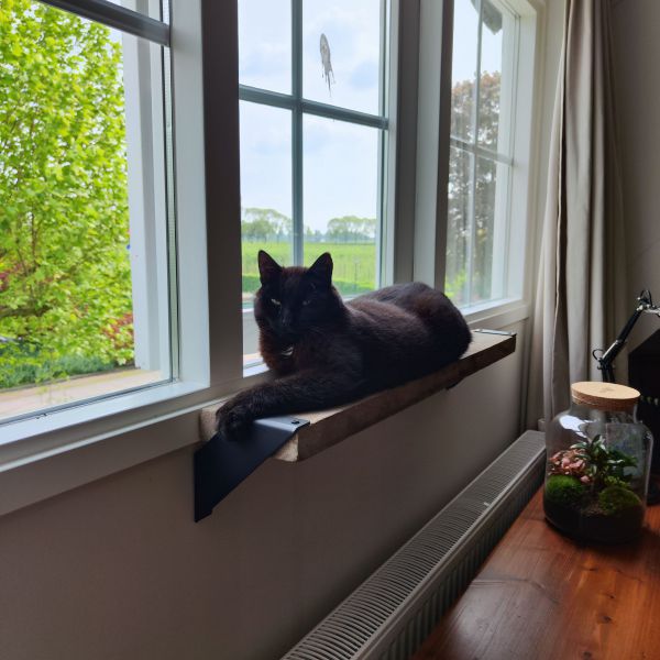 Dirk uit Ingen zoekt een Kattenoppas