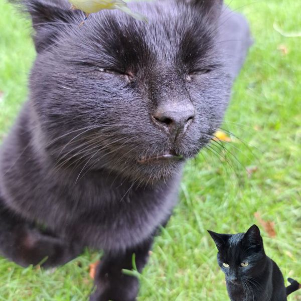 Huisdierenoppas Jolijn uit Gouderak