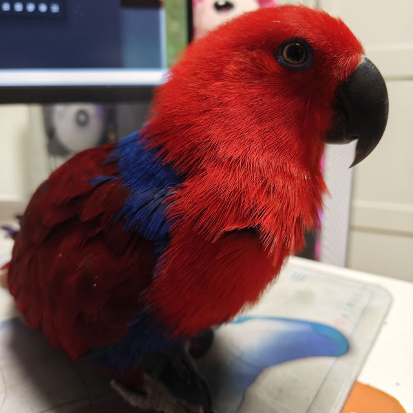 Kori uit Cuijk zoekt een Vogeloppas