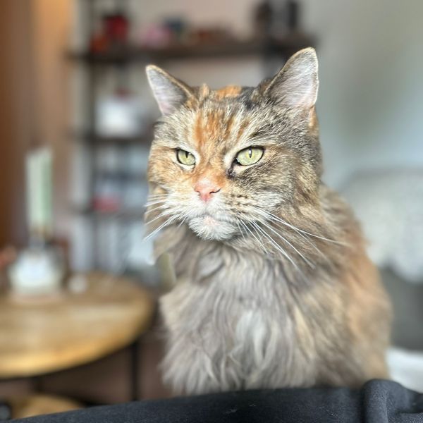 Oogje uit Ermelo zoekt een Kattenoppas
