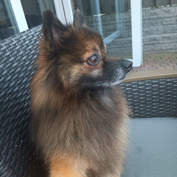 Hondenoppas Heidi uit Heerlen