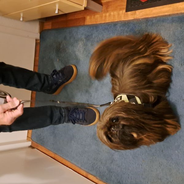 Lola uit Veendam zoekt een Hondenoppas