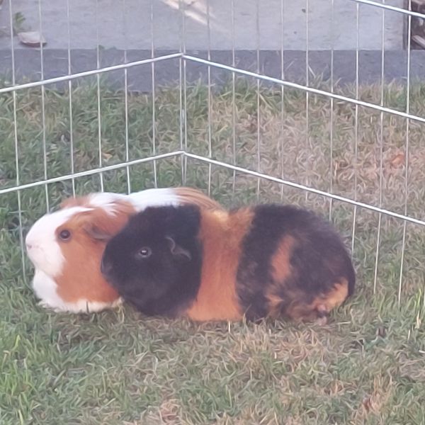 Bram, Zuus, Bram uit Lochem zoekt een Knaagdierenoppas