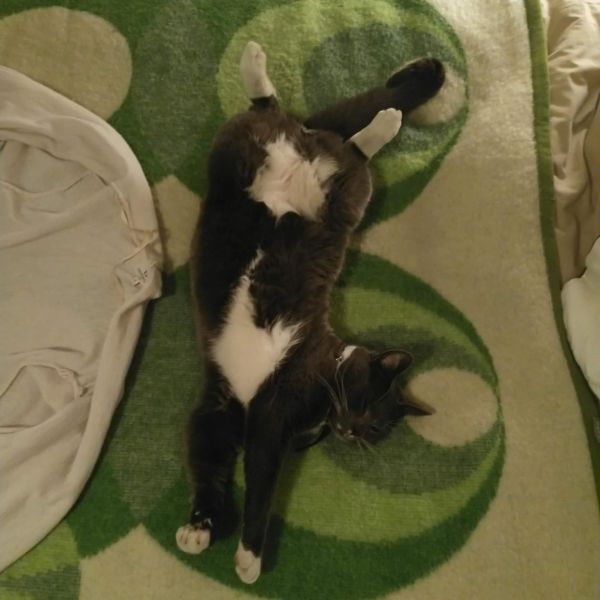 Kever uit Lievelde zoekt een Kattenoppas