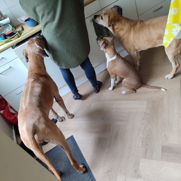 Huisdierenoppas Sharon uit Enschede