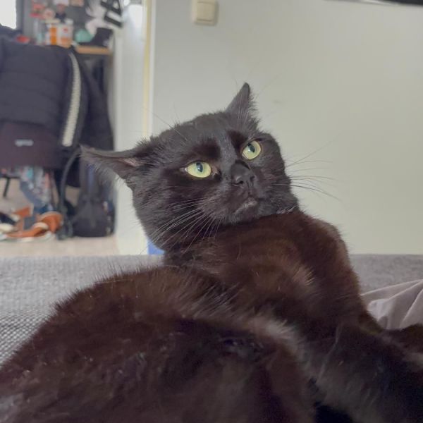 Lucky uit Groningen zoekt een Kattenoppas