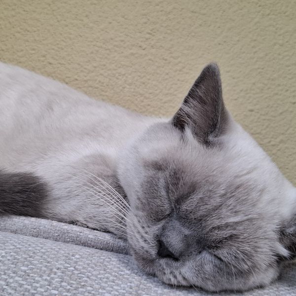 Beer uit Hoorn zoekt een Kattenoppas
