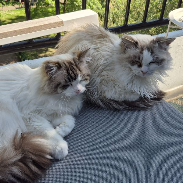 Florence en Chelsea uit Heemstede zoekt een Kattenoppas
