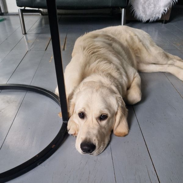 Senna uit Ten Boer zoekt een Hondenoppas