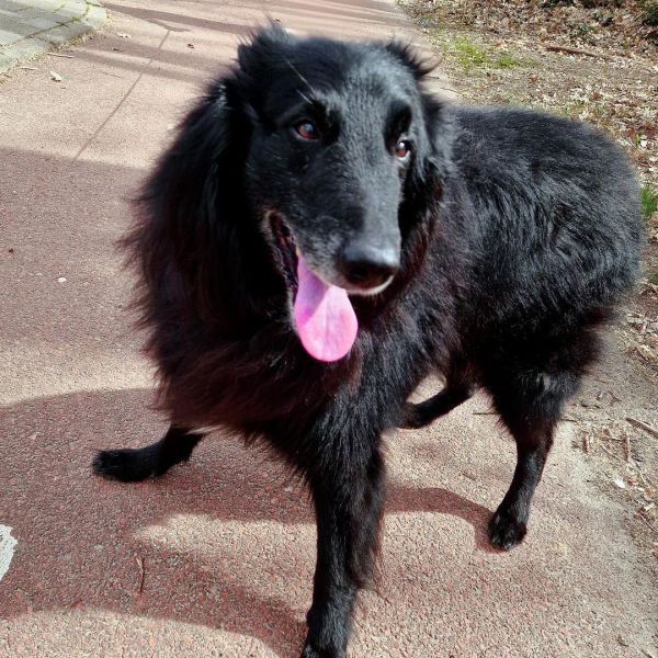 Huisdierenoppas Guusje uit Wijchen