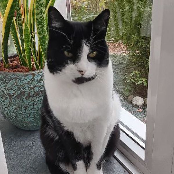 Amaya, Polly uit Boxmeer zoekt een Kattenoppas