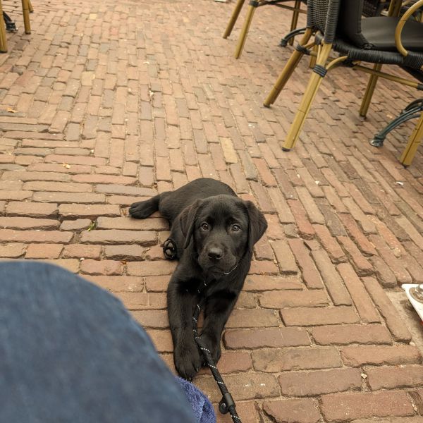 Teuntje uit Hattem zoekt een Hondenoppas