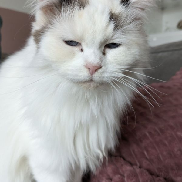 Minoes, Juul uit Alphen Aan Den Rijn zoekt een Kattenoppas