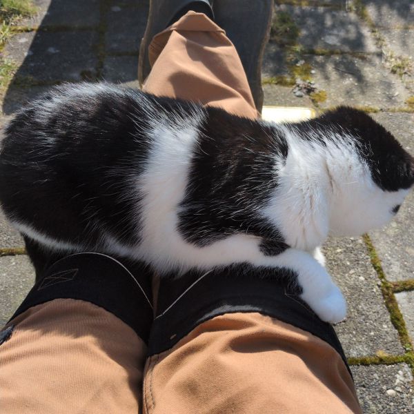 Shiva uit Finsterwolde zoekt een Kattenoppas