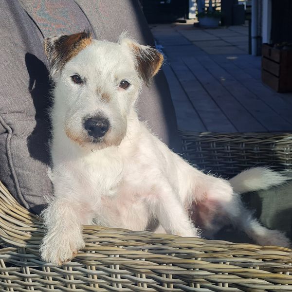 Pablo uit Epe zoekt een Hondenoppas