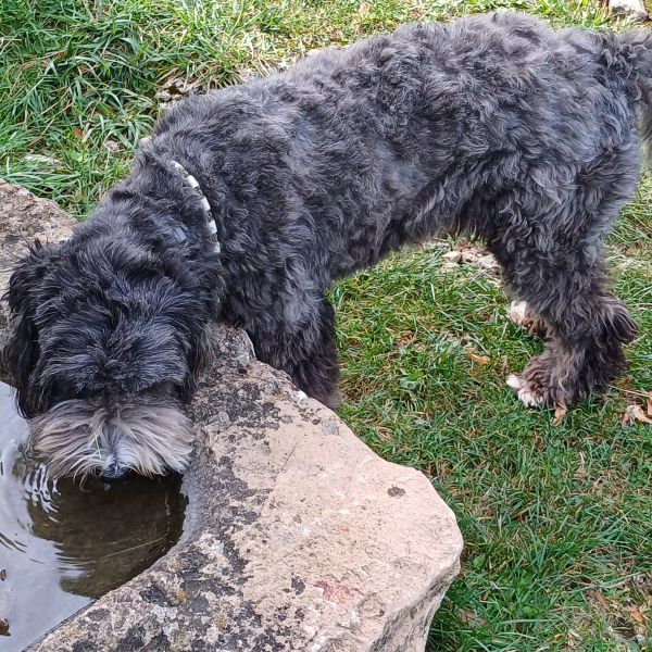 Belle uit Thorn zoekt een Hondenoppas