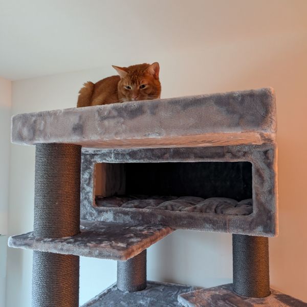 Yoda, Marvel uit Tiel zoekt een Kattenoppas