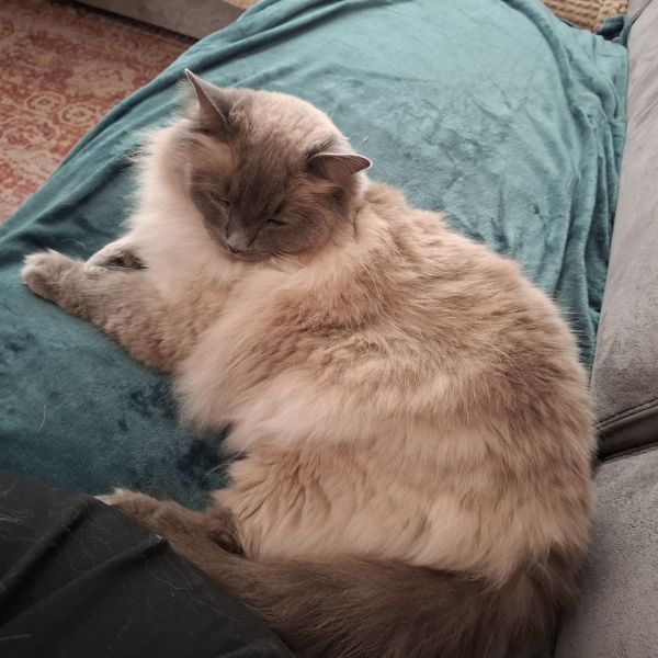 Huisdierenoppas Claudia uit Dronten